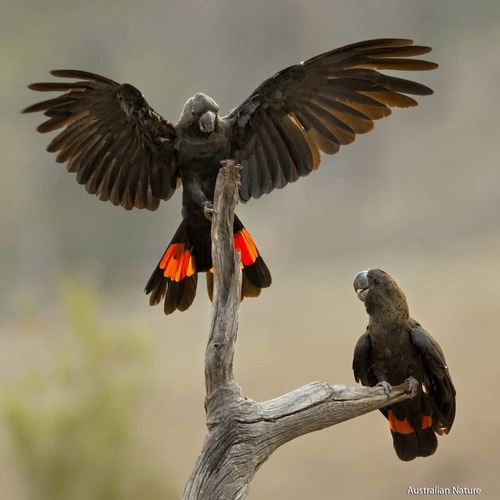Glossy Black-Cockatoo reference