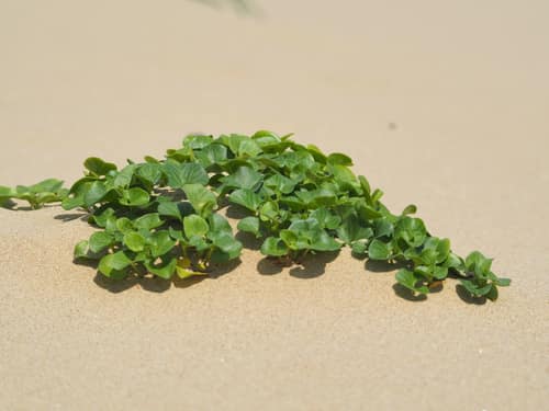 Beach Morning Glory reference
