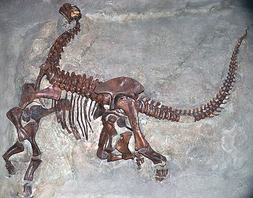 Camarasaurus reference