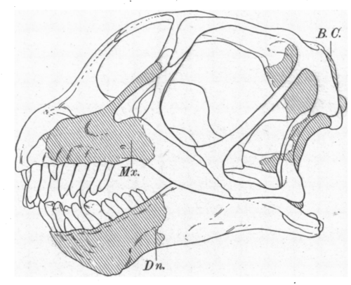 Camarasaurus reference
