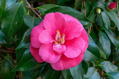 Japanese Camellia reference