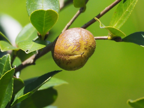 Oil-seed Camellia reference