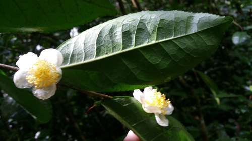 Tea Plant reference