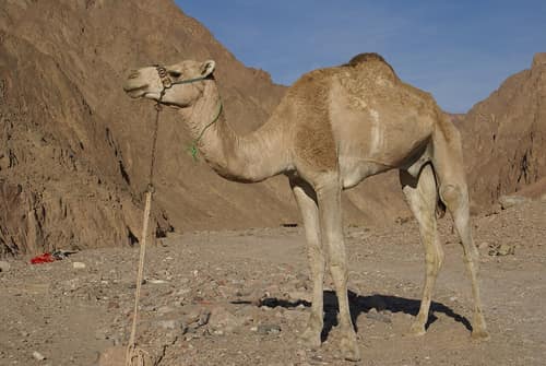 Dromedary Camel reference