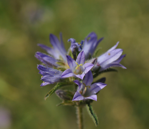 Clustered Bellflower reference