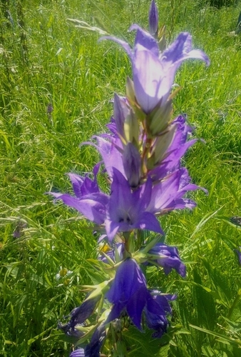 Giant Bellflower reference