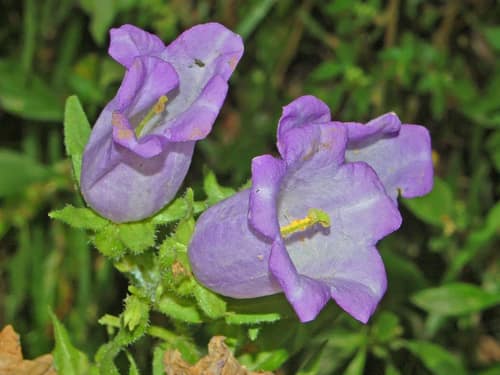 Canterbury Bells reference