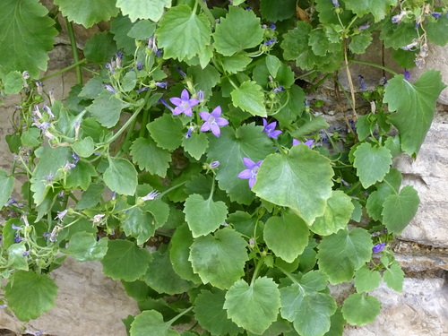Dalmatian Bellflower reference