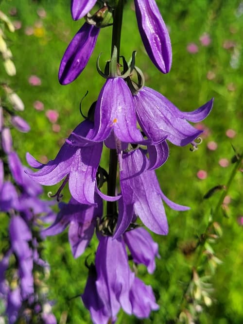 Creeping Bellflower reference