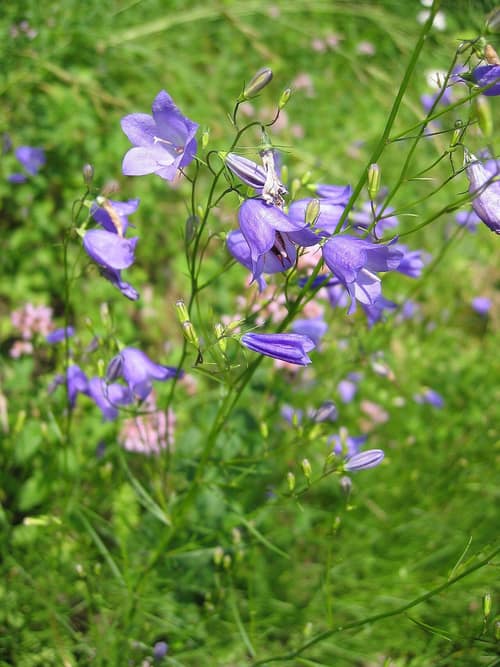 Harebell reference
