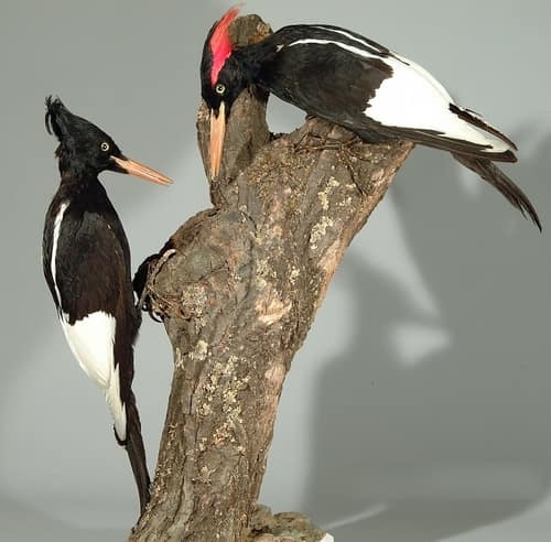 Imperial Woodpecker reference