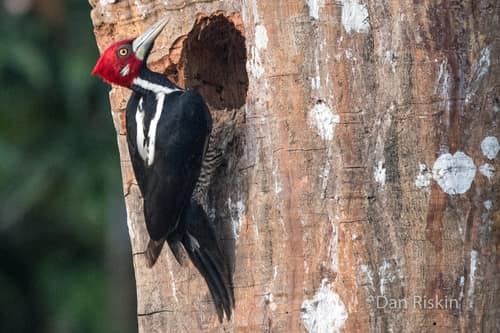 Crimson-crested Woodpecker reference