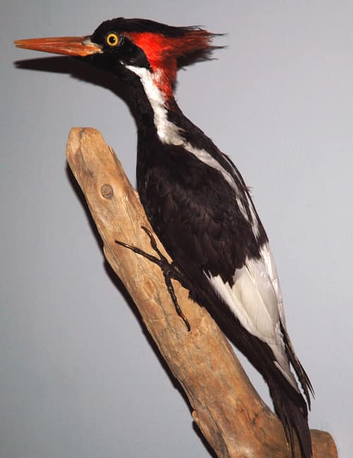 Ivory-billed Woodpecker reference