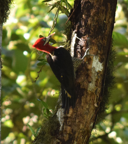 Robust Woodpecker reference