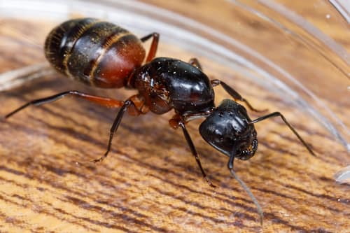Golden Carpenter Ant reference