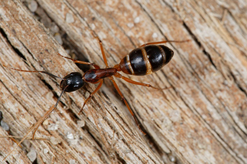 Banded Sugar Ant reference