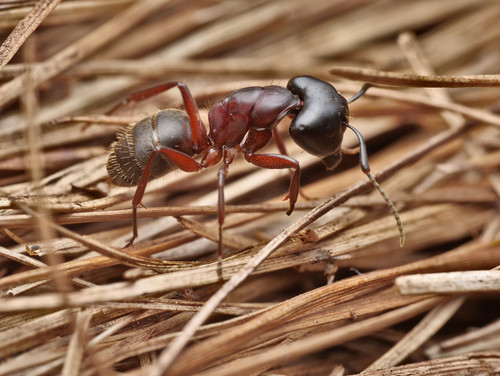 Hercules Ant reference