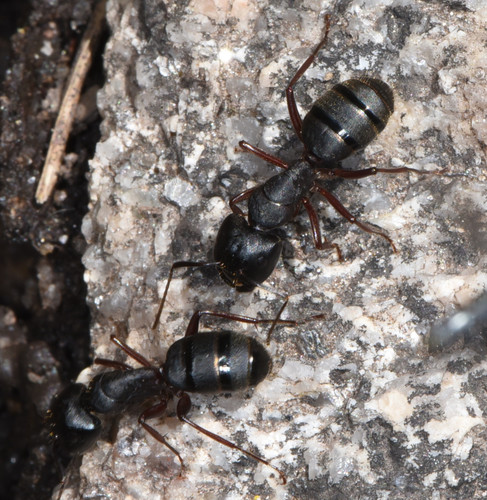 Western Carpenter Ant reference