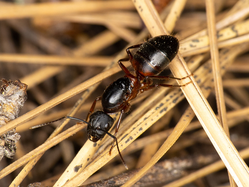Western Carpenter Ant reference