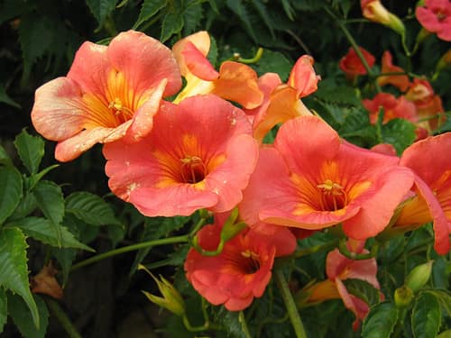 Chinese Trumpet Vine reference