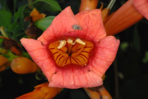 Trumpet Vine reference