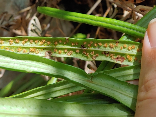 Narrow Strap Fern reference
