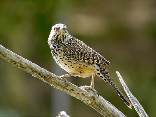 Cactus Wren reference