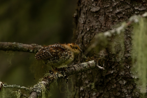 Spruce Grouse reference