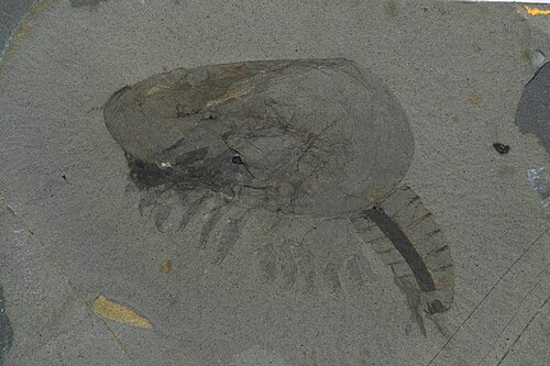 Canadian Shield Shrimp reference