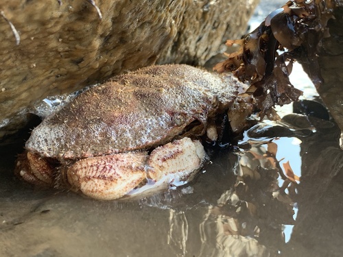 Jonah Crab reference