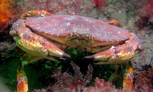 Red Rock Crab reference
