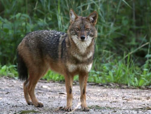 Golden Jackal reference