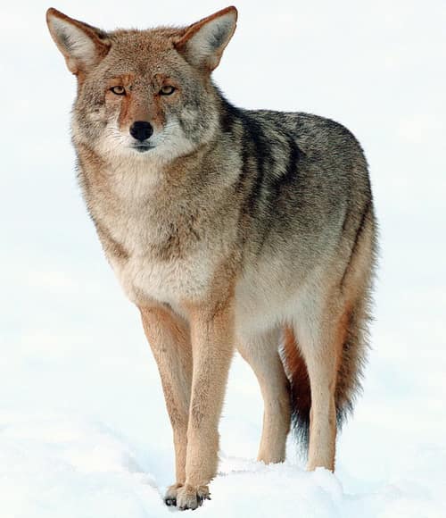Coyote reference