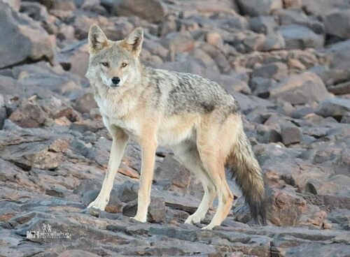 African Golden Wolf reference