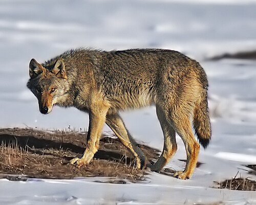 Steppe Wolf reference