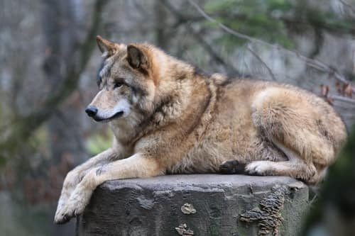 Himalayan Wolf reference