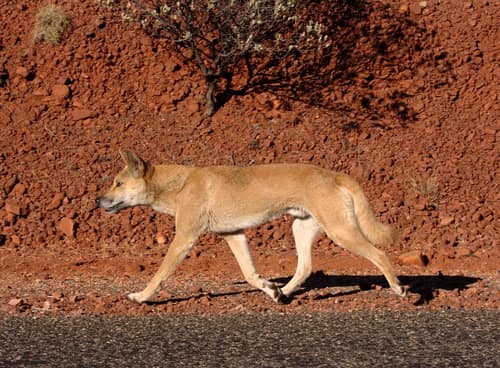Dingo reference