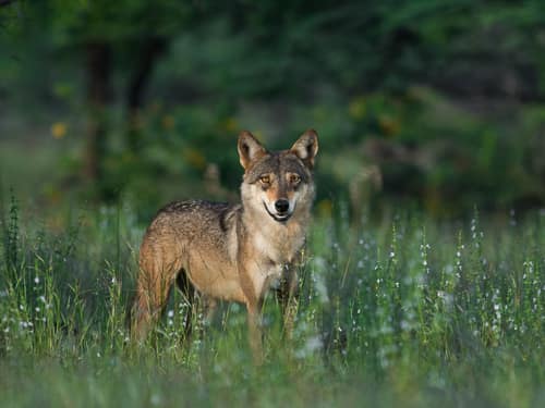 Indian Wolf reference