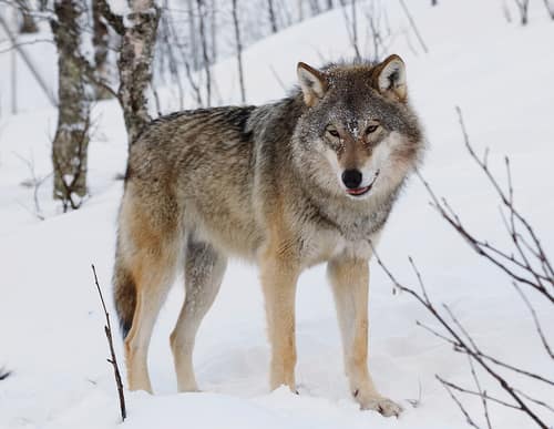 Grey Wolf reference