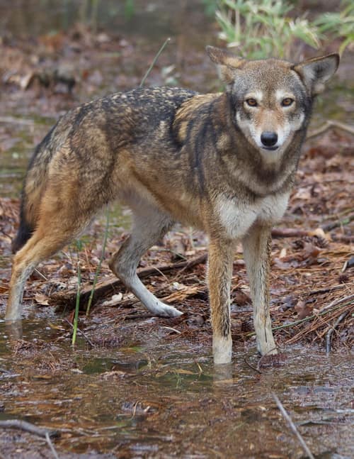Red Wolf reference