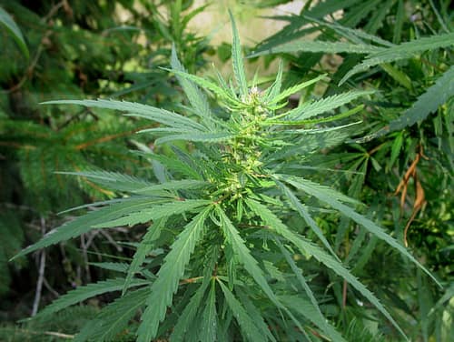 Wild Cannabis reference