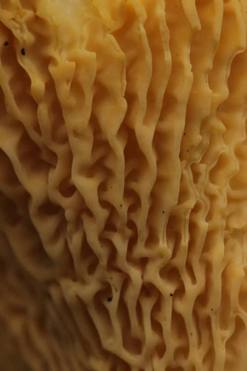 Golden Chanterelle reference