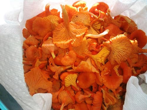 Cinnabar Red Chanterelle reference