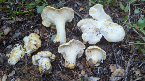 White Chanterelle reference