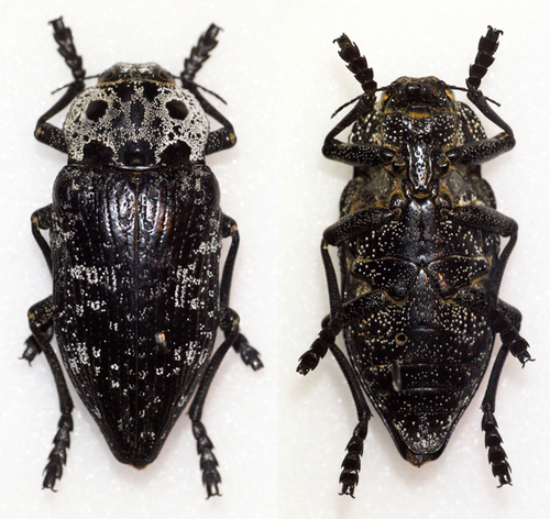 Lentisk Buprestid reference