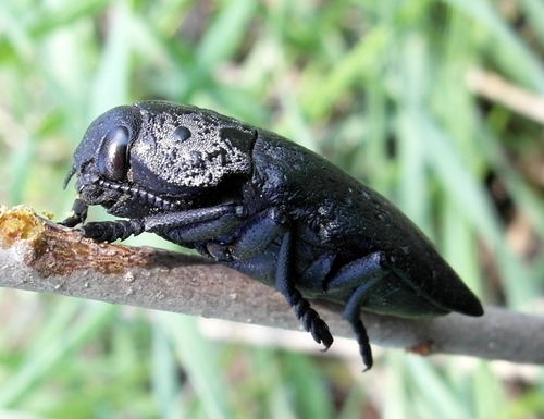 Peach Root Borer reference