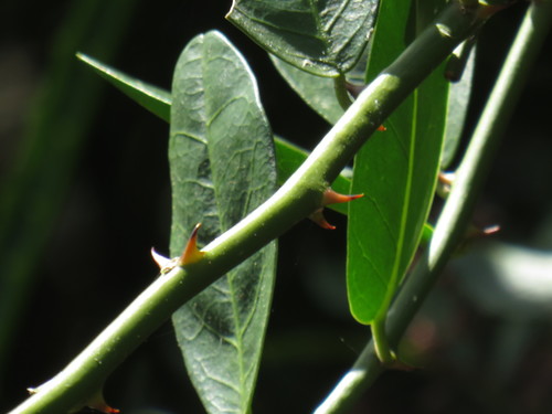 Caper Bush reference