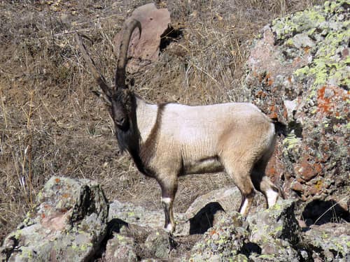 Wild Goat reference