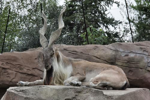 Markhor reference