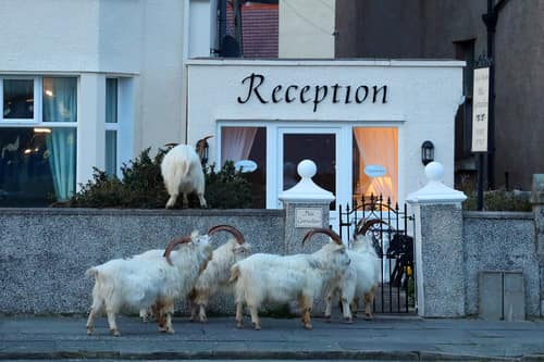 Domestic Goat reference